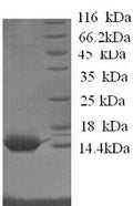 Recombinant Horse Serum amyloid A protein (SAA1) – Figure 1 of 1