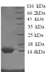 Recombinant Horse Serum amyloid A protein (SAA1) – Figure 1 of 1