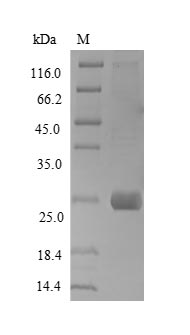 Recombinant Rat Syndecan-1 (Sdc1), partial – Figure 1 of 1