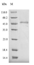 Recombinant Pig E-selectin (SELE), partial – Figure 1 of 1