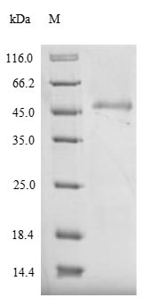Recombinant Pig E-selectin (SELE), partial – Figure 1 of 1