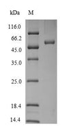 Recombinant Rat Plasminogen activator inhibitor 2 type A (Serpinb2) – Figure 1 of 1