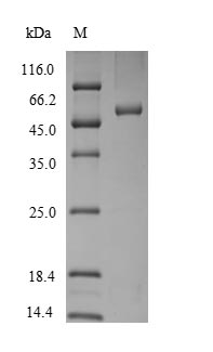 Recombinant Rat Plasminogen activator inhibitor 2 type A (Serpinb2) – Figure 1 of 1