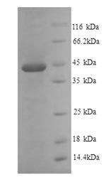 Recombinant Mouse Plasminogen activator inhibitor 1 (Serpine1) – Figure 1 of 1