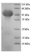 Recombinant Mouse Serpin H1 (Serpinh1) – Figure 1 of 1