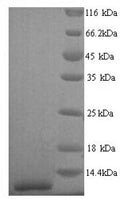 Recombinant Human Pulmonary surfactant-associated protein C (SFTPC) – Figure 1 of 1