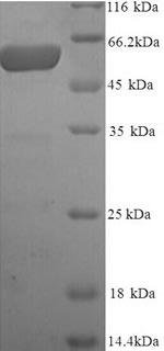 Recombinant Human Melanocyte protein PMEL (PMEL), partial – Figure 1 of 1