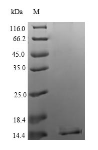 Recombinant Human Apoptosis regulatory protein Siva (SIVA1) – Figure 1 of 1