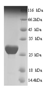 Recombinant Human Prestin (SLC26A5), partial – Figure 1 of 1