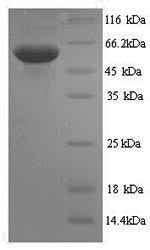 Recombinant Mouse Spermine oxidase (Smox) – Figure 1 of 1
