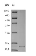 Recombinant Macaca fascicularis Alpha-synuclein (SNCA) – Figure 1 of 1