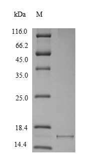 Recombinant Macaca fascicularis Alpha-synuclein (SNCA) – Figure 1 of 1