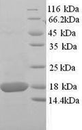 Recombinant Mouse Superoxide dismutase [Cu-Zn] (Sod1) – Figure 1 of 1