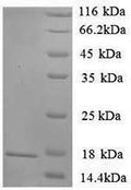 Recombinant Rat Sortilin (Sort1), partial – Figure 1 of 1