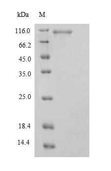 Recombinant Human Signal transducer and activator of transcription 3 (STAT3) – Figure 1 of 1