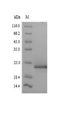 Recombinant Arabidopsis thaliana FACT complex subunit SPT16 (SPT16), partial – Figure 1 of 1