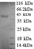 Recombinant Human Synapsin-1 (SYN1), partial – Figure 1 of 1