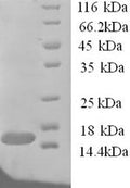 Recombinant Human TRAF family member-associated NF-kappa-B activator (TANK), partial – Figure 1 of 1