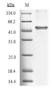 Recombinant Human Tryptophan 2,3-dioxygenase (TDO2) – Figure 1 of 1