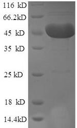 Recombinant Mouse Tryptophan 2,3-dioxygenase (Tdo2) – Figure 1 of 1