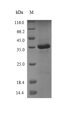 Recombinant Sheep Protransforming growth factor alpha (TGFA), partial – Figure 1 of 1