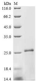 (Tris-Glycine gel) Discontinuous SDS-PAGE (reduced) with 5% enrichment gel and 15% separation gel.