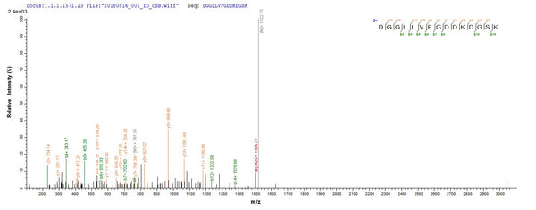 Based on the SEQUEST from database of Yeast host and target protein, the LC-MS/MS Analysis result of CSB-YP023791MO could indicate that this peptide derived from Yeast-expressed Mus musculus (Mouse) Tmem2.