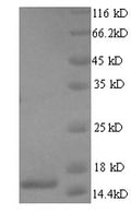 Recombinant Human T cell receptor alpha chain constant (TRAC) – Figure 1 of 1