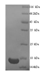 Recombinant Human Transcription intermediary factor 1-alpha (TRIM24), partial – Figure 1 of 1