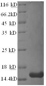 Recombinant Human Tetraspanin-7 (TSPAN7), partial – Figure 1 of 1