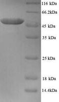 Recombinant Human Tubulin beta-2A chain (TUBB2A) – Figure 1 of 1