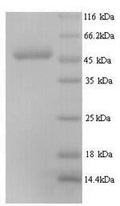 Recombinant Human Elongation factor Tu, mitochondrial (TUFM) – Figure 1 of 1