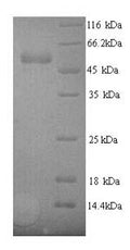 Recombinant Rabbit Vascular endothelial growth factor A (VEGFA) – Figure 1 of 1
