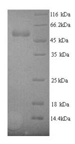 Recombinant Rabbit Vascular endothelial growth factor A (VEGFA) – Figure 1 of 1