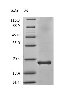 Recombinant Human Vascular endothelial growth factor B (VEGFB) – Figure 1 of 1