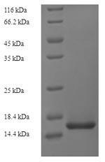 Recombinant Mouse Vascular endothelial growth factor C (Vegfc) – Figure 1 of 1