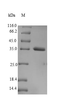 Recombinant Human Transcription cofactor vestigial-like protein 3 (VGLL3) – Figure 1 of 1