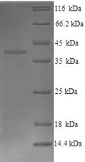 Recombinant Mouse Proto-oncogene Wnt-3 (Wnt3) – Figure 1 of 1