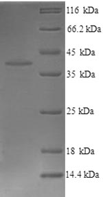 Recombinant Mouse Proto-oncogene Wnt-3 (Wnt3) – Figure 1 of 1