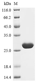 (Tris-Glycine gel) Discontinuous SDS-PAGE (reduced) with 5% enrichment gel and 15% separation gel.