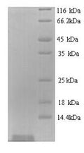 Recombinant Enterobacteria phage H19B Shiga-like toxin 1 subunit B (stxB) – Figure 1 of 1