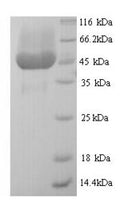 Recombinant Enterobacteria phage M13 Attachment protein G3P (III) – Figure 1 of 1