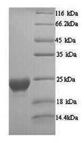 Recombinant Alternaria alternata Major allergen Alt a 1 (ALTA1) – Figure 1 of 1