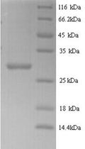 Recombinant Arabidopsis thaliana Putative defensin-like protein 70 (LCR83) – Figure 1 of 1