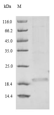 Recombinant Bauhinia ungulata Factor Xa inhibitor BuXI (BuXI) – Figure 1 of 1