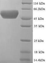 Recombinant Escherichia coli Periplasmic serine endoprotease DegP (degP) – Figure 1 of 1