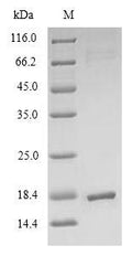 Recombinant Escherichia coli Thioredoxin-2 (trxC) – Figure 1 of 1
