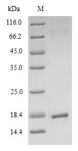 Recombinant Escherichia coli Thioredoxin-2 (trxC) – Figure 1 of 1