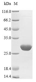(Tris-Glycine gel) Discontinuous SDS-PAGE (reduced) with 5% enrichment gel and 15% separation gel.