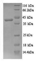 Recombinant Saccharomyces cerevisiae Glycerol 2-dehydrogenase (GCY1) – Figure 1 of 1